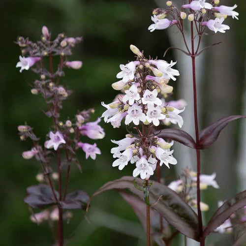 Så- og pasningsvejledning for Fingerbølrørblomst 'Mystica' – Penstemon digitalis 'Mystica'