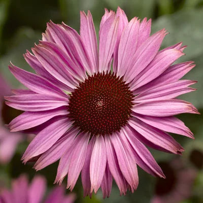 Så- og pasningsvejledning til Solhat - Echinacea purpurea - Prairie Splendor™ Compact Dark Rose
