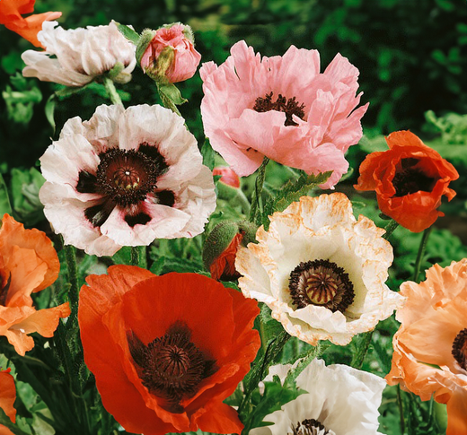 Så- og pasningsvejledning til Staudevalmue - Papaver orientale 'Special Mix'