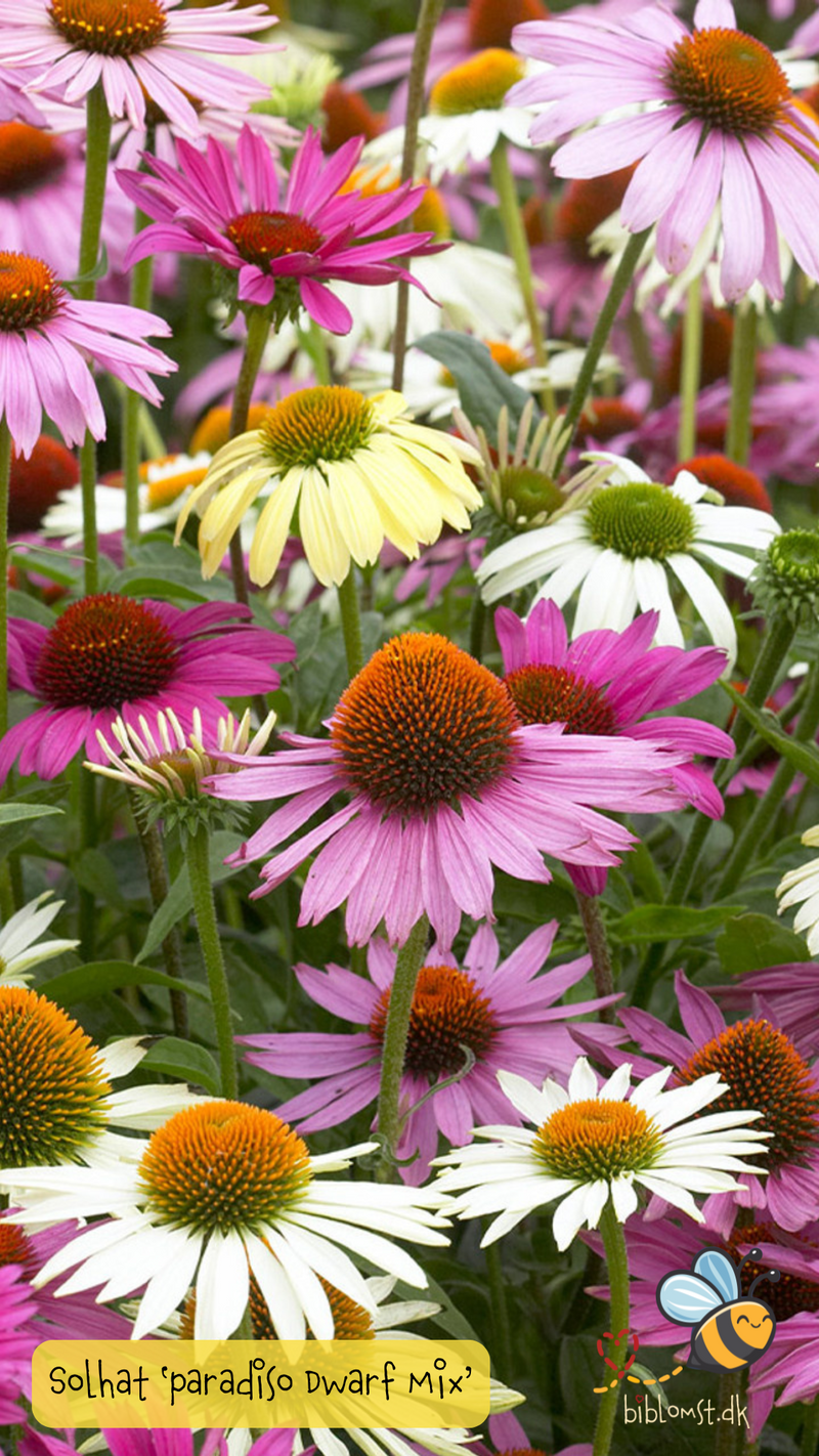 Så- og pasningsvejledning til Purpur solhat - Echinacea purpurea 'Paradiso Dwarf Mix'