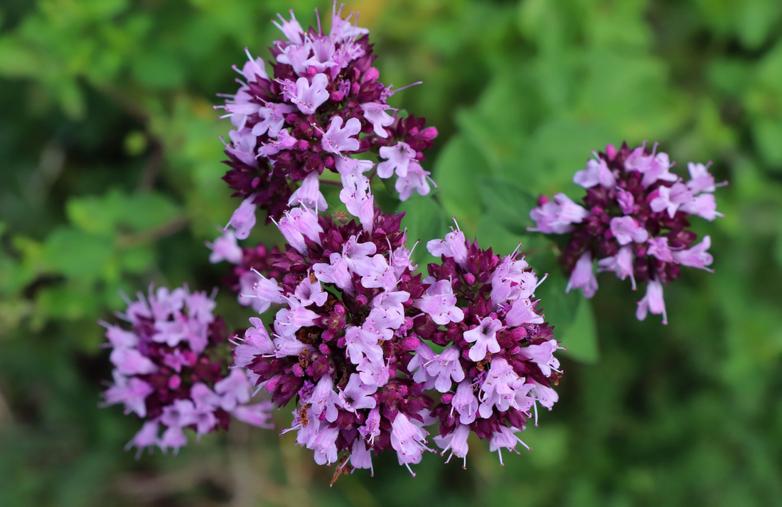 Såvejledning for oregano (Origanum vulgare)