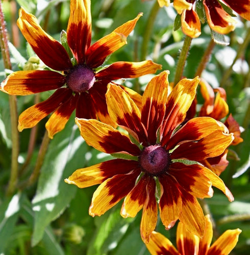 Så- og pasningsvejledning for Solhat 'Autumn Forest' - Rudbeckia hirta