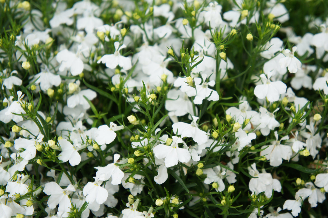 Såvejledning til Lobelia pendula "Regatta White"