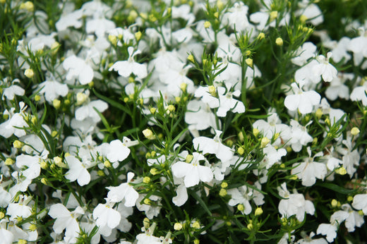 Så- og pasningsvejledning for Lobelia pendula 'Regatta White'