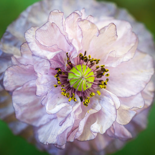 Så- og pasningsvejledning for Kornvalmue 'Pastel Dobbelt Mix' – Papaver rhoeas