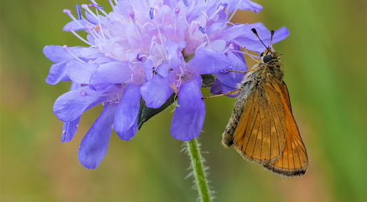 Almindelig Bredpande – Ochlodes sylvanus