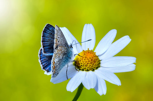 Almindelig blåfugl (Polyommatus icarus)