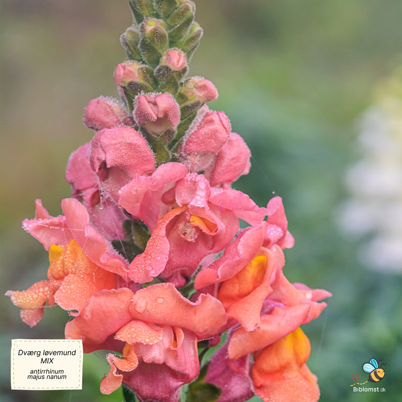 Såvejledning – Dværg-løvemund, blanding (Antirrhinum majus nanum)