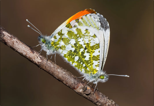 Aurorasommerfuglen (Anthocharis cardamines)