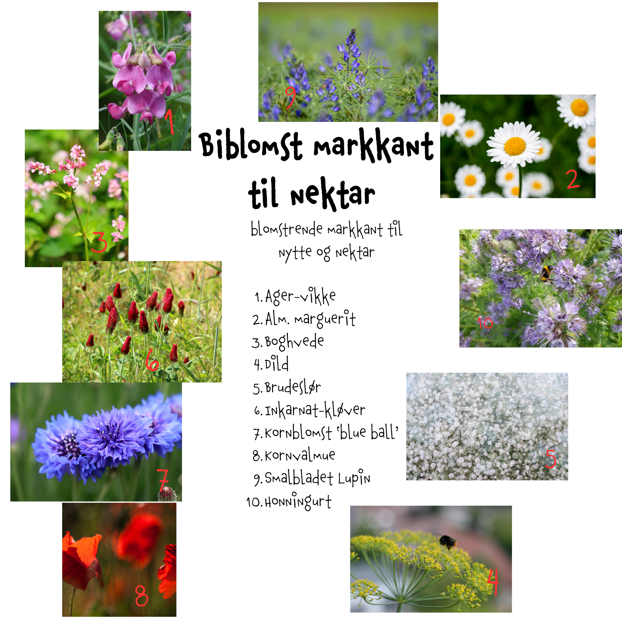 Så- og pasningsvejledning til  Biblomst markkant til nektar