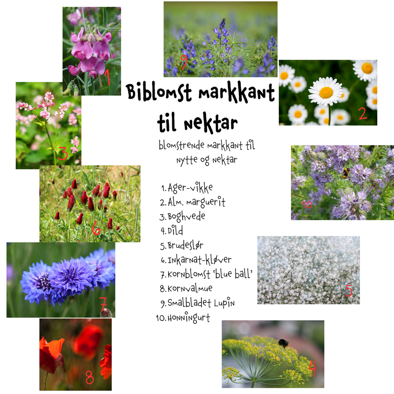 Så- og pasningsvejledning til  Biblomst markkant til nektar