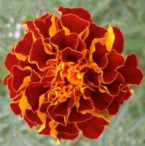 Så- og pasningsvejledning for Tagetes - Tagetes erecta 'Spanish Brocade'