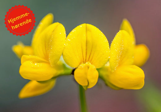Så- og pasningsvejledning for kællingetand - Lotus corniculatus