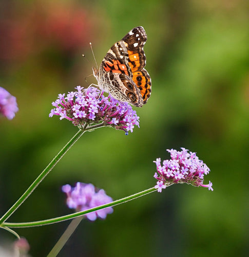 Såvejledning - Jernurt - Verbena bonariensis 'Vanity'