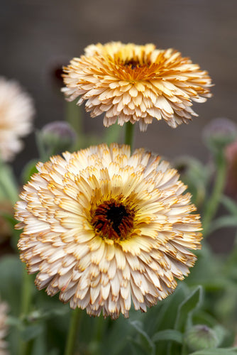 Så- og pasningsvejledning til Morgenfrue - Calendula officinalis - Pygmy Buff