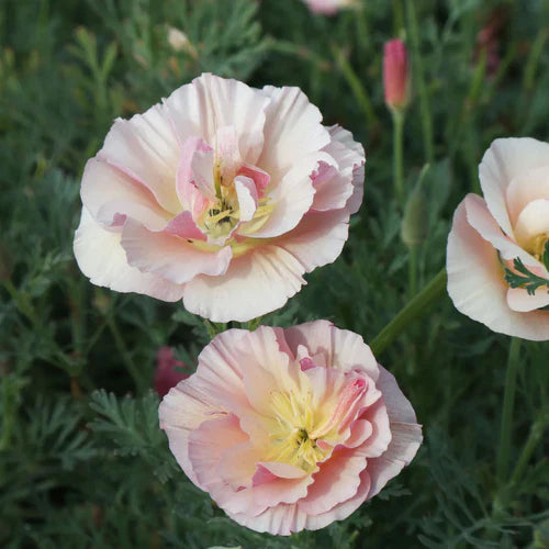 Så- og pasningsvejledning for Valmue Frilled Rose - Eschscholzia californica 'Frilled Rose'
