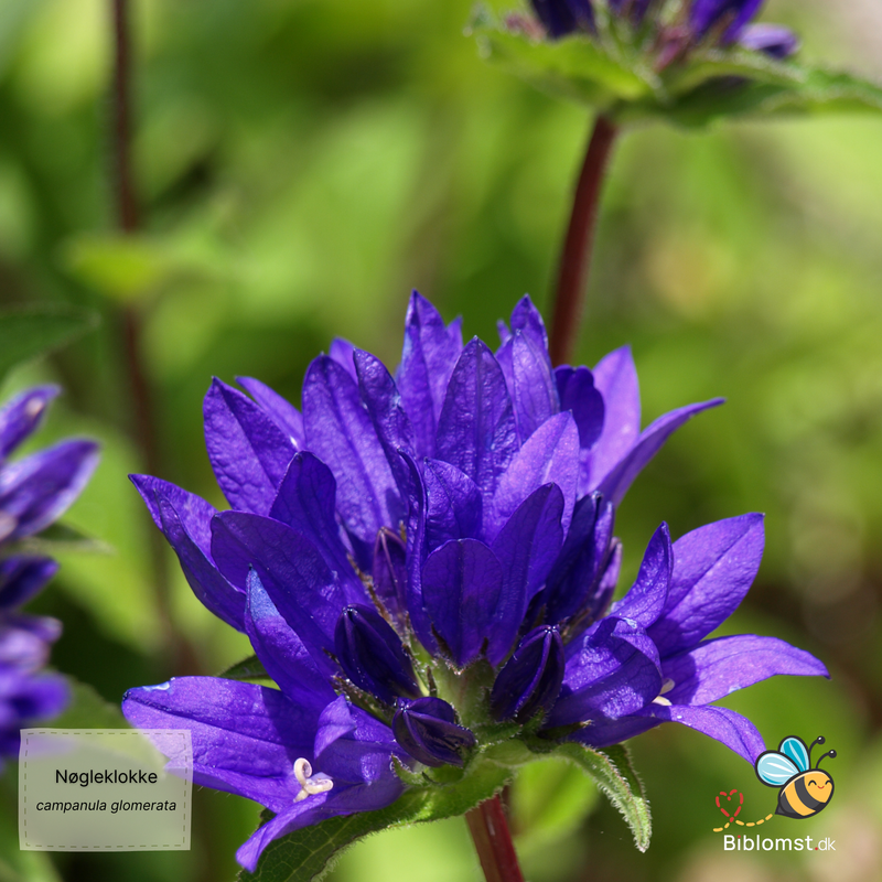 Så- og pasningsvejledning for Campanula glomerata - Nøgleklokke
