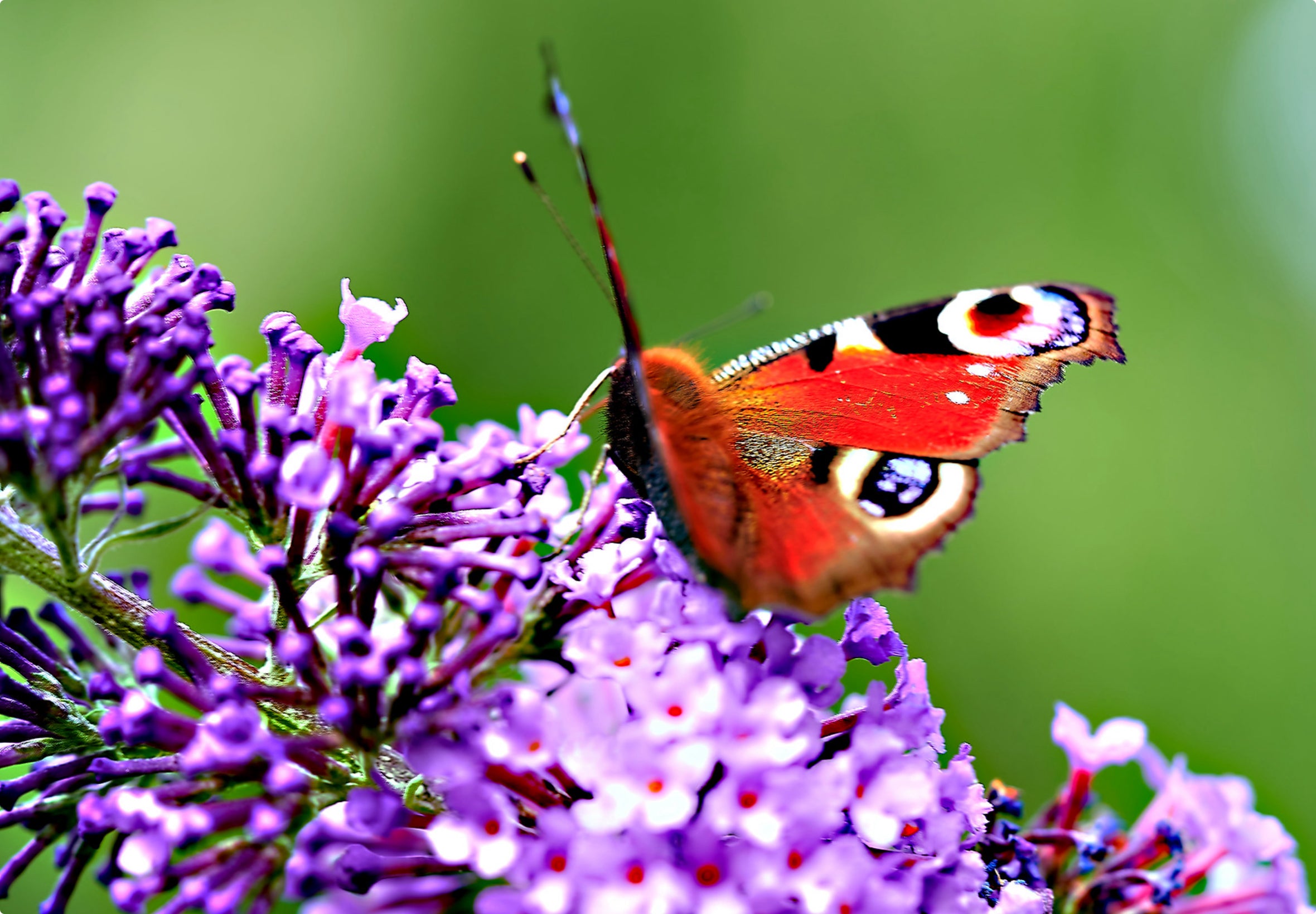Dagpåfugleøje (Aglais io)