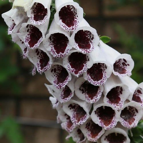 Så- og pasningsvejledning til Digitalis - Elsie Kelsie