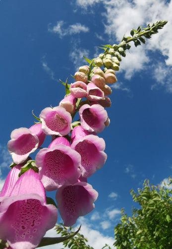 Så- og pasningsvejledning for Fingerbøl - Digitalis