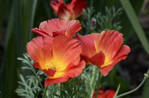 Så- og pasningsvejledning til Californisk valmue 'Strawberry Fields' - Eschscholzia californica 'Strawberry Fields'