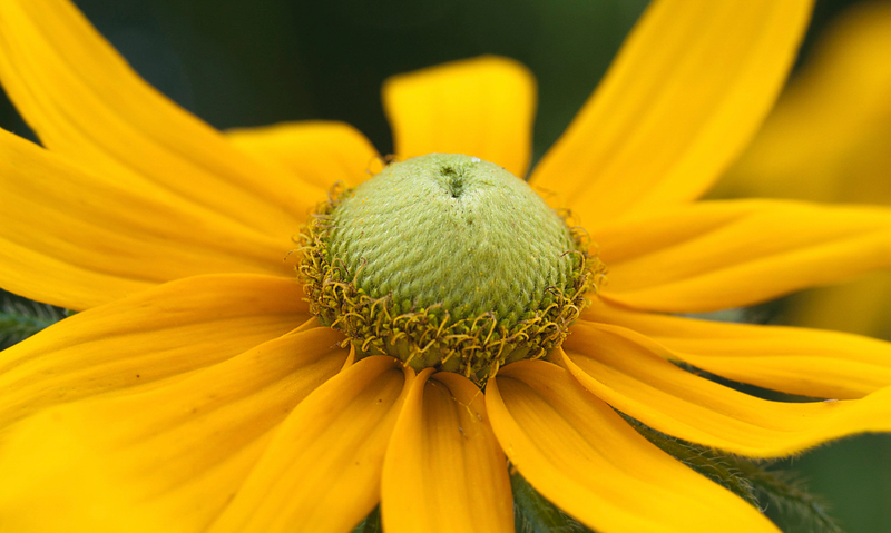 Såvejledning til solhat