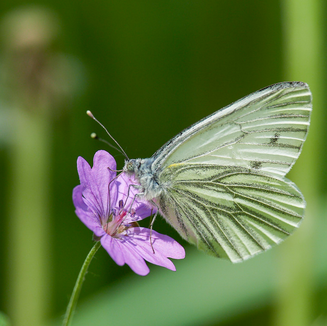 Grønåret kålsommerfugl – Pieris napi