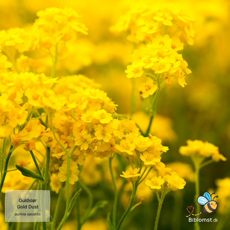 Så- og pasningsvejledning til guldslør – Aurinia saxatilis ‘Gold Dust’ syn. Alyssum saxatile