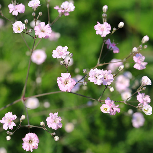 Så- og pasningsvejledning til Storblomstret Brudeslør - Gypsophila elegans 'Rosa'