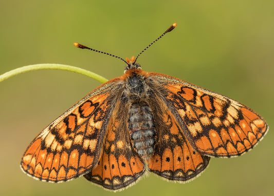 Hedepletvinge – Euphydryas aurinia