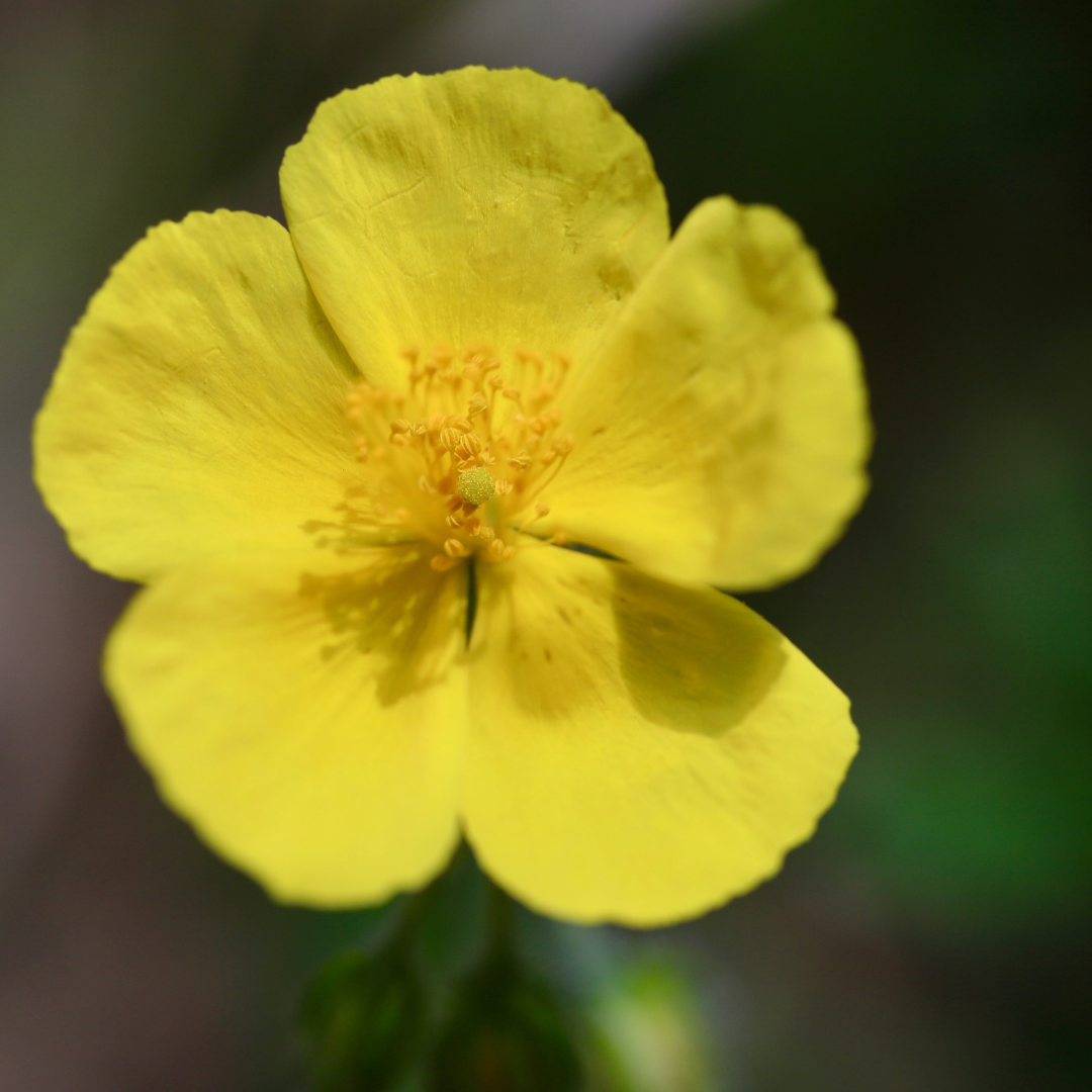 Almindelig soløje (Helianthemum nummularium)