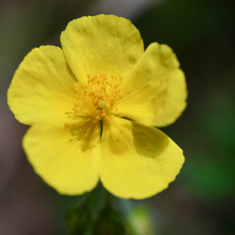 Såvejledning – Almindelig soløje (Helianthemum nummularium)