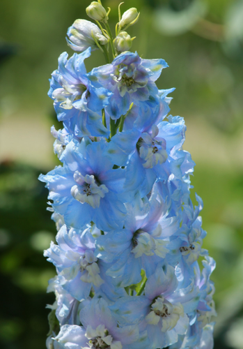 Så- og pasningsvejledning for Delphinium cultorum - Dobbelt Ridderspore