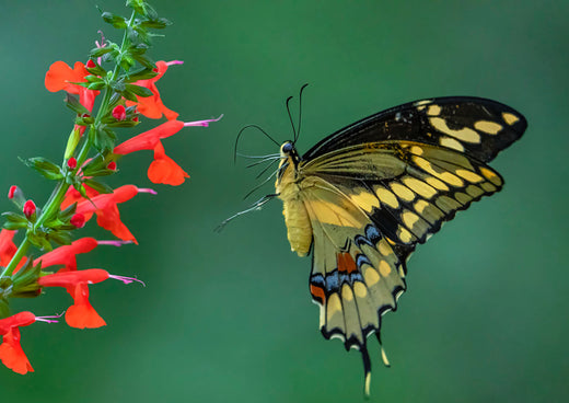 Så- og pasningsvejledning for Salvia coccinea - Blod Salvie