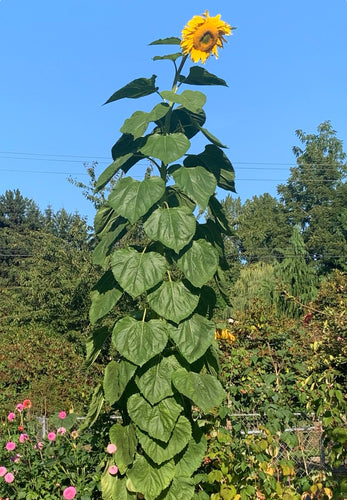 Så- og pasningsvejledning for 'Mongolian Giant' solsikker - Helianthus annuus