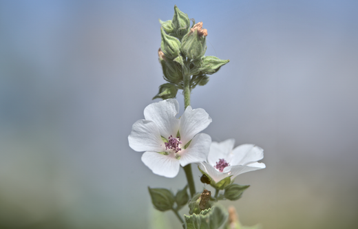 Så- og pasningsvejledning for Lægestokrose – Althaea officinalis