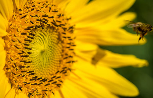 Så- og pasningsvejledning for solsikker - Helianthus annuus