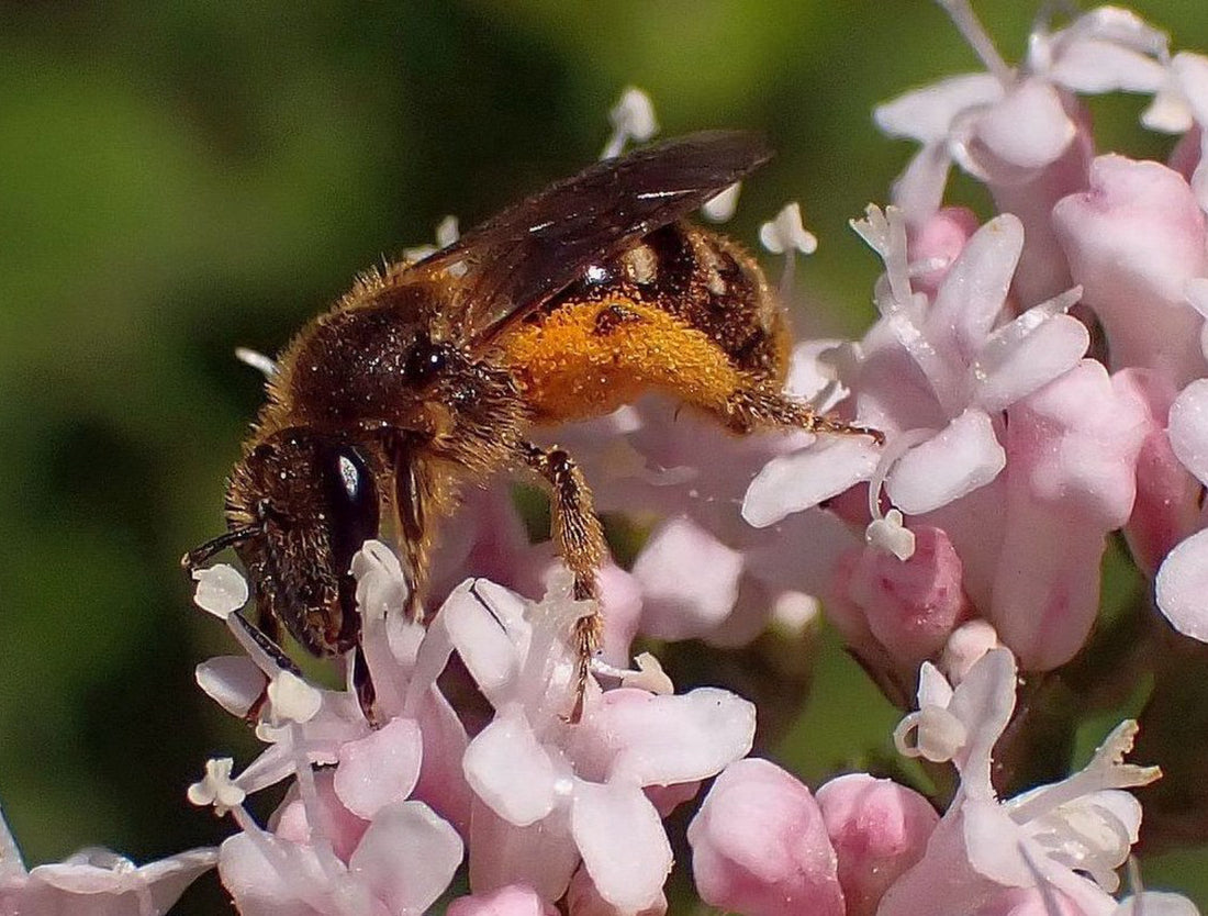 Såvejledning for Valeriana officinalis - lægebaldrian