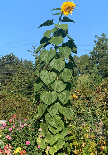 Såvejledning for store solsikker (Helianthus annuus)