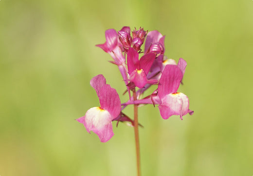 Så- og pasningsvejledning for Marokkansk Torskemund – Linaria maroccana