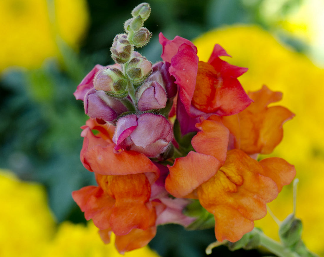 Såvejledning til Løvemund (Antirrhinum majus)