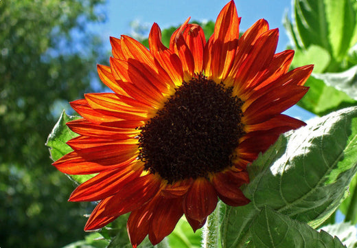 Så- og pasningsvejledning til Solsikke 'Velvet Queen' - Helianthus annuus
