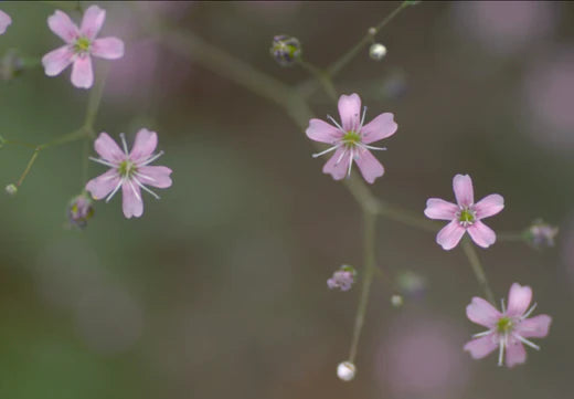 Så- og pasningsvejledning for lyserød brudeslør - Gypsophila repens