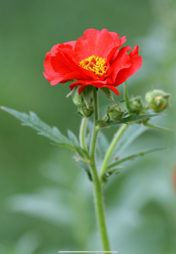 Så- og pasningsvejledning til Nellikerod 'Mrs. Bradshaw' - Geum coccineum