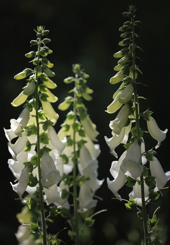 Så- og pasningsvejledning for fingerbøl - Digitalis