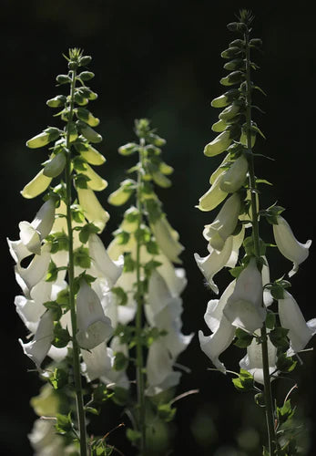 Så- og pasningsvejledning til Hvid Fingerbøl - Digitalis purpurea 'Alba'