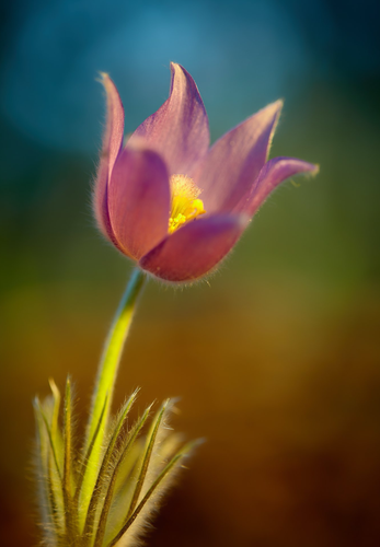 Så- og pasningsvejledning for Opret Kobjælde i lilla – Pulsatilla vulgaris