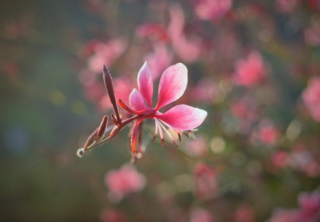 Pragtkærte (Gaura lindheimeri) pink-hvid