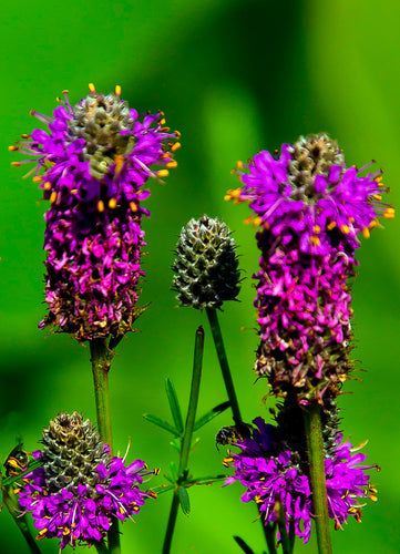 Så- og pasningsvejledning for Præriekløver – Dalea purpurea