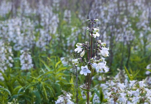 Så- og pasningsvejledning for Fingerbølrørblomst - Penstemon digitalis